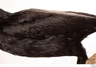  Double-crested cormorant Phalacrocorax auritus back chest wing 0001.jpg